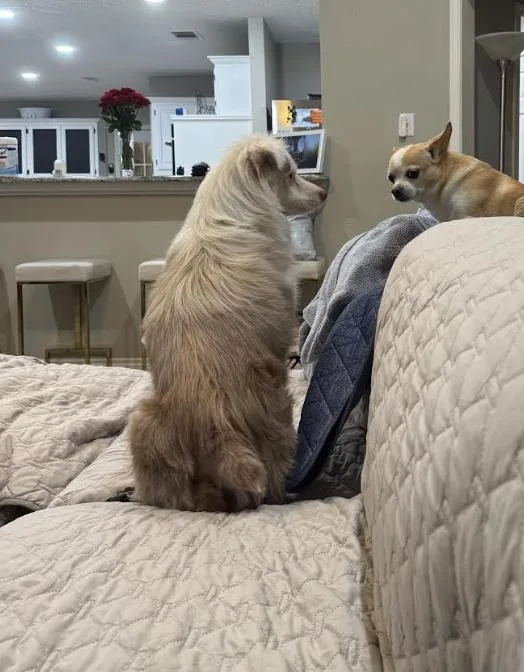 Georgia  Falcore thumbnail 4