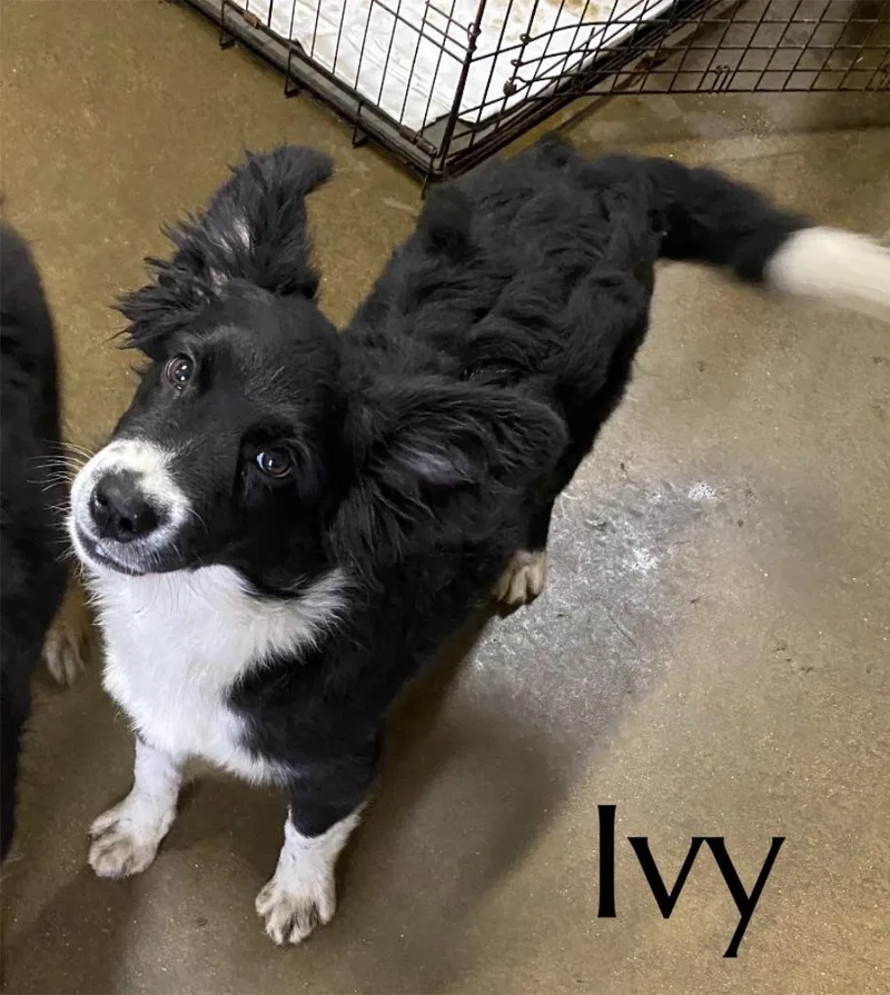 A baby medium-sized female Australian Shepherd dog named Ivy for adoption in Pembroke, MA