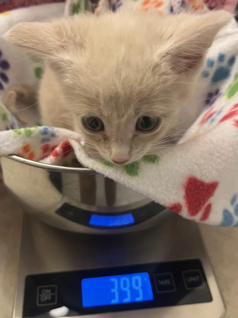 A baby small-sized female Domestic Short Hair cat named Wensleydale for adoption in Knoxville, TN