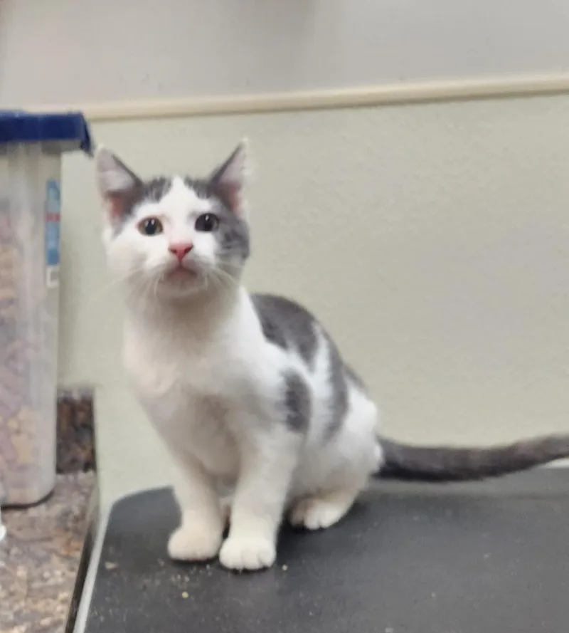 A baby medium-sized male Domestic Short Hair cat named Curly for adoption in Great Bend, KS