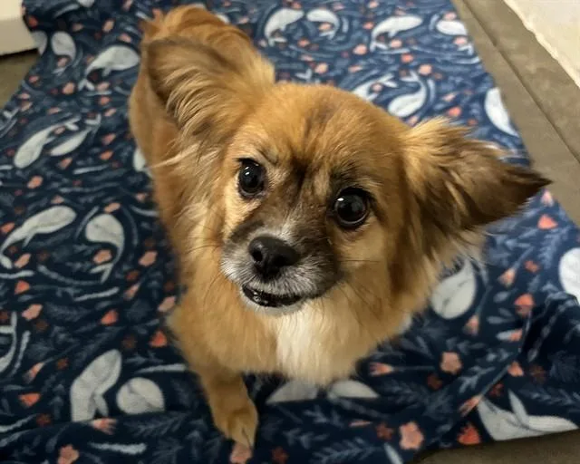 An adult small-sized female Papillon dog named Phoebe for adoption in Olathe, KS