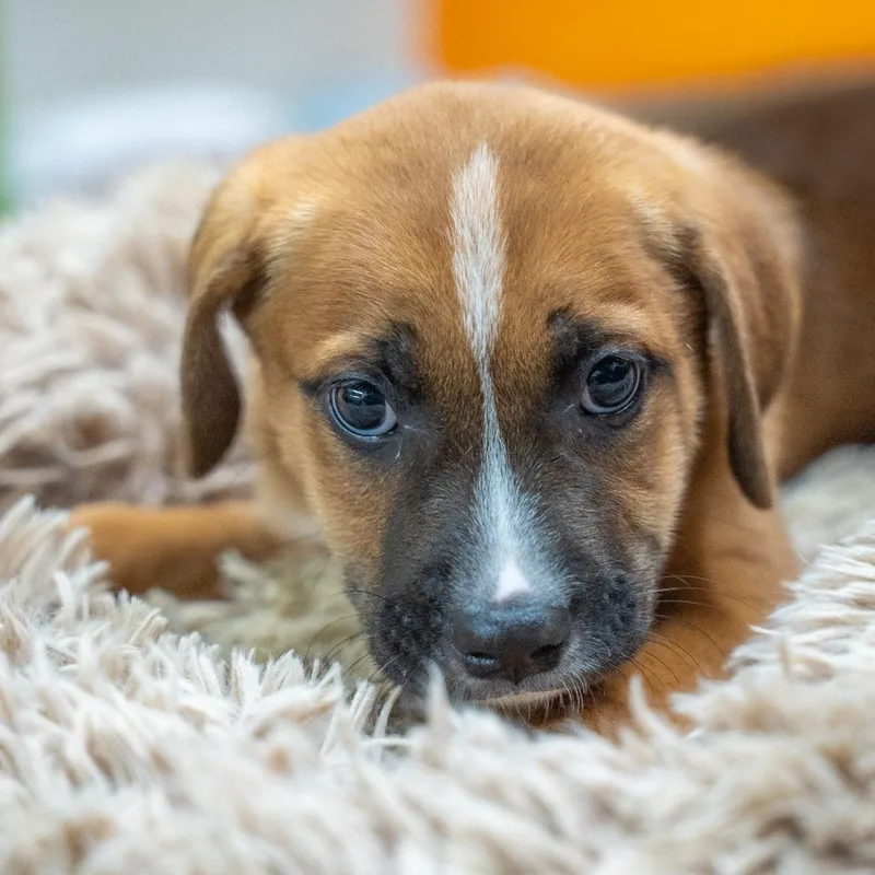 A baby medium-sized male Yellow / Tan / Blond / Fawn Boxer dog named Pinocchio for adoption in Gainesville, GA