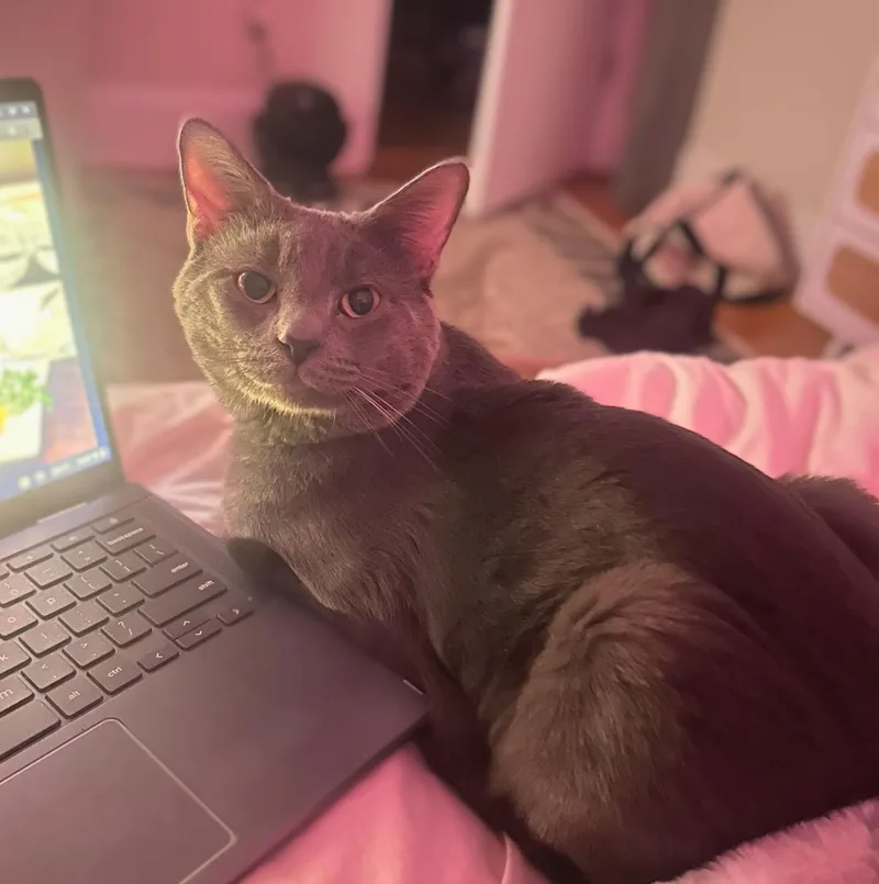 A young medium-sized male Gray / Blue / Silver Russian Blue cat named Zaza for adoption in Melrose, MA