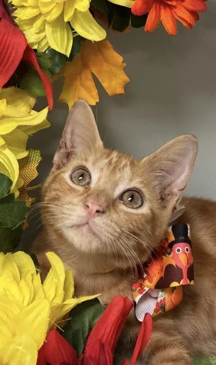 A young medium-sized female Domestic Short Hair cat named Minion for adoption in Picayune, MS