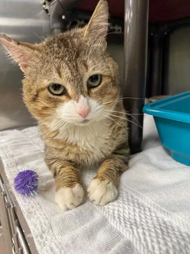 A young medium-sized male Domestic Short Hair cat named Outlaw for adoption in La Porte, IN