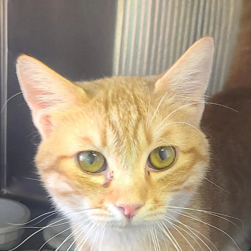 An adult small-sized male Orange / Red Domestic Short Hair cat named Lincoln for adoption in Hemet, CA