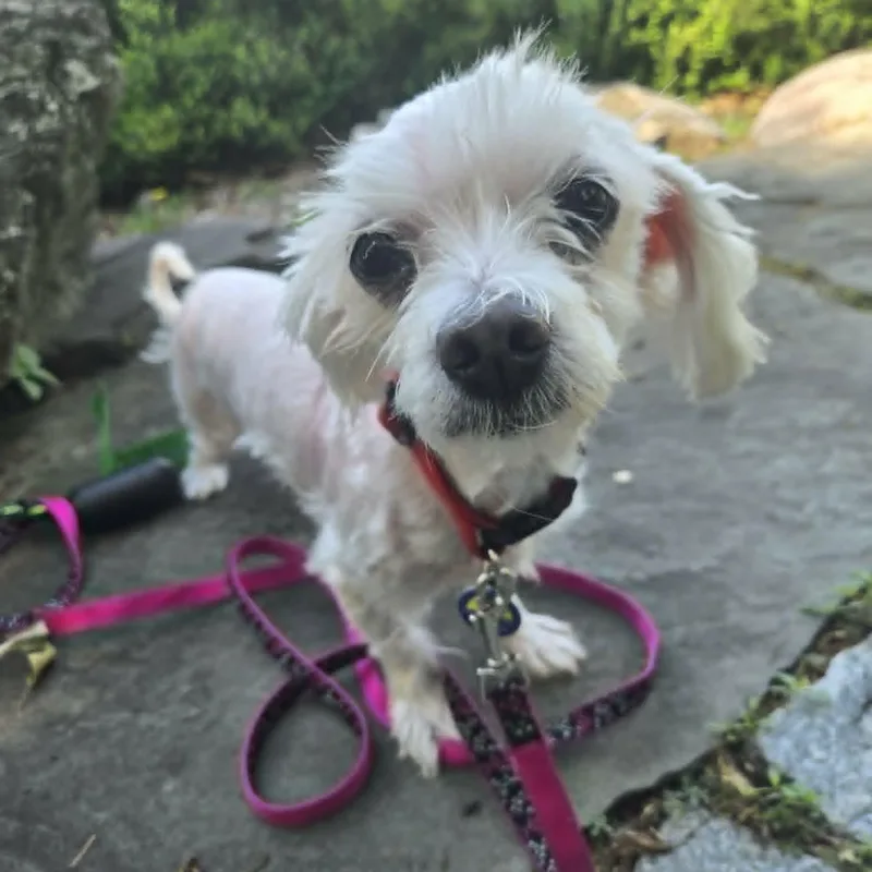 A senior small-sized male Maltese dog named Alonzo for adoption in Severn, MD