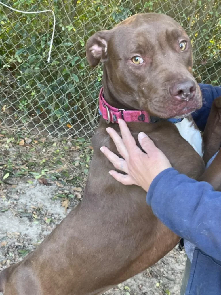 A young large-sized female American Bulldog dog named Chloe for adoption in Marianna, FL
