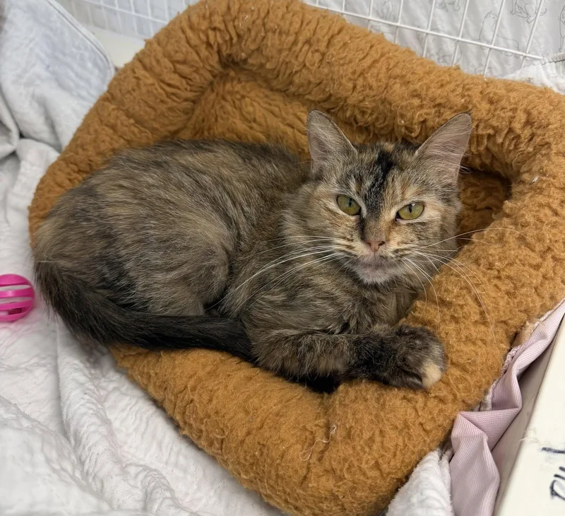 A young medium-sized female Domestic Short Hair cat named Twilight Mc for adoption in Satellite Beach, FL