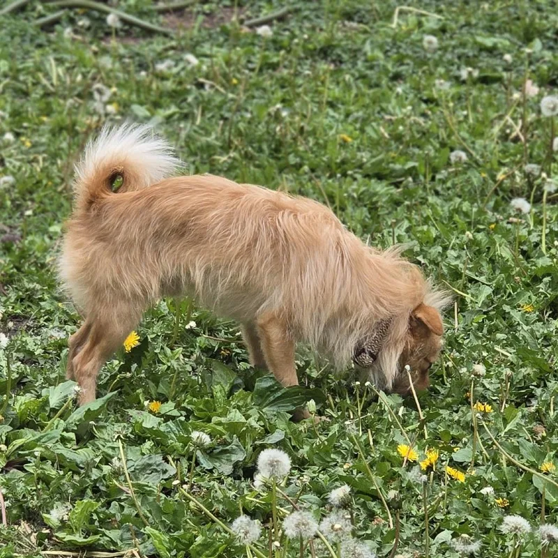 An adult small-sized male Yellow / Tan / Blond / Fawn Norwich Terrier dog named Conway D for adoption in Minnetonka, MN