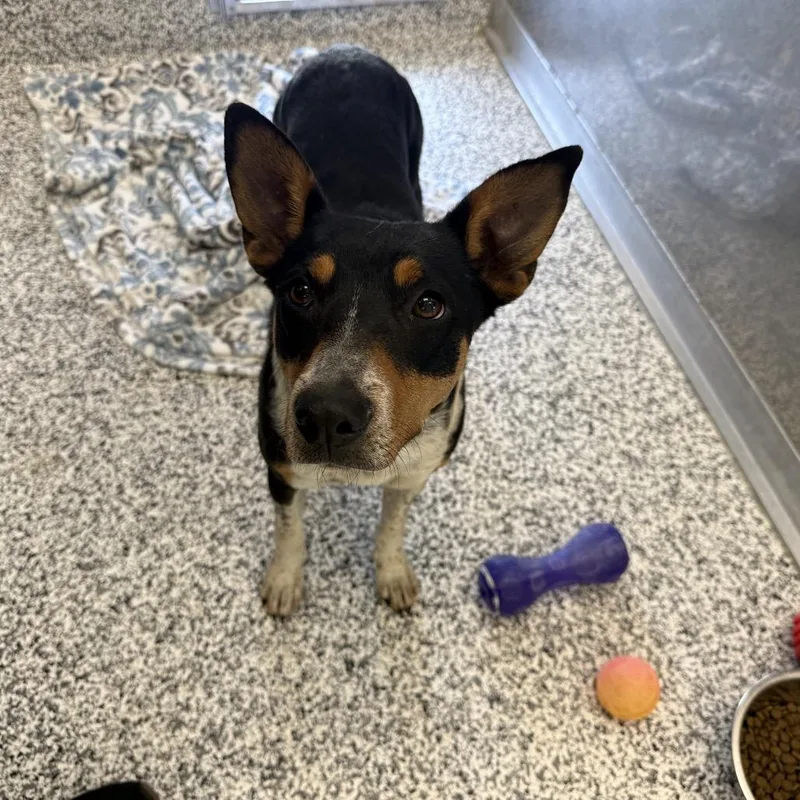 An adult medium-sized female Black Australian Cattle Dog / Blue Heeler dog named Shira for adoption in Madisonville, TN
