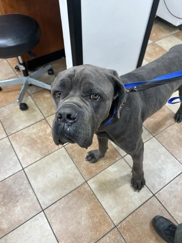 An adult extra large-sized male Cane Corso dog named Hercules for adoption in Victorville, CA