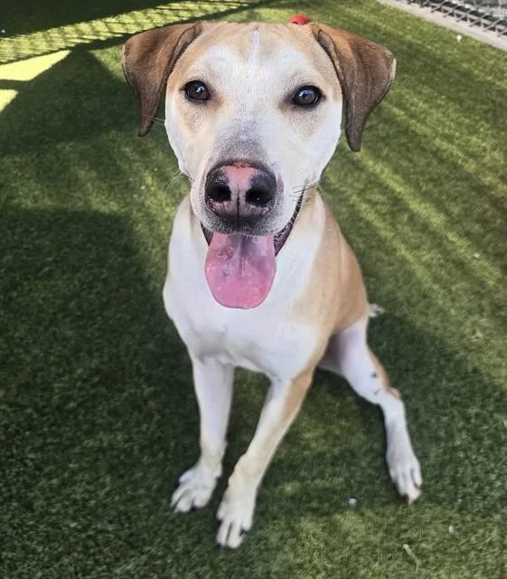 A young medium-sized male English Coonhound dog named Winston for adoption in Olivette, MO