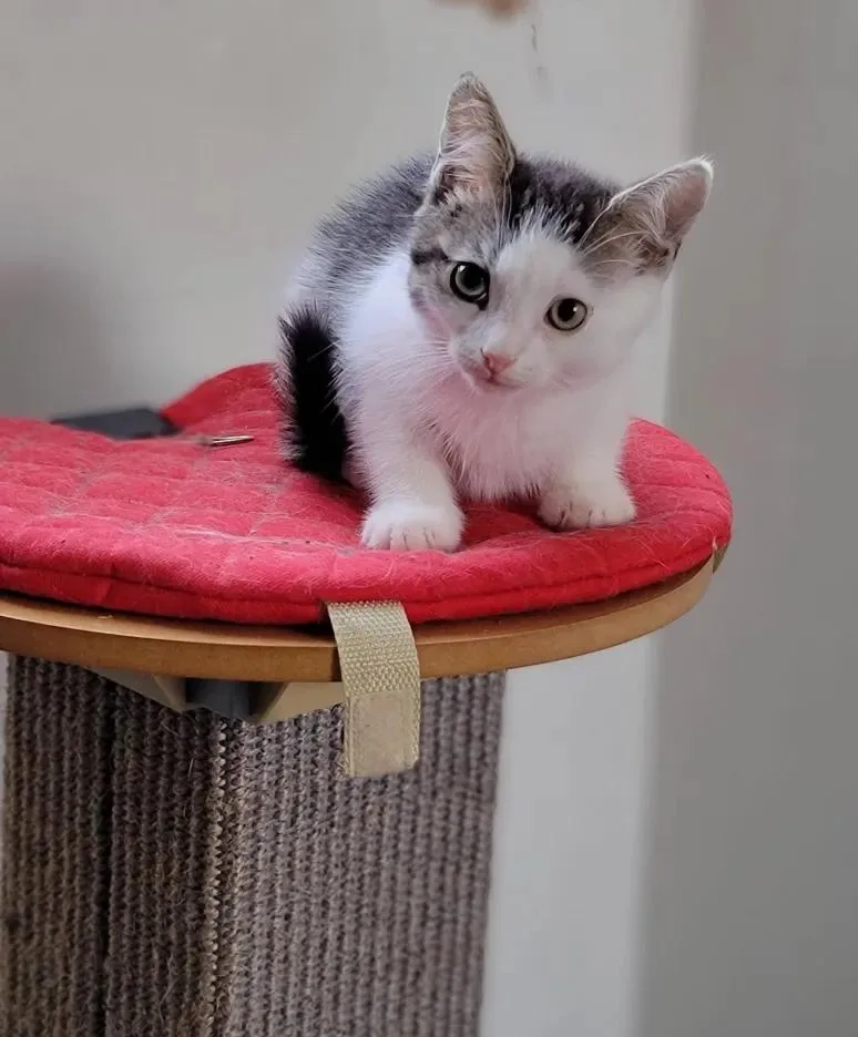 A young medium-sized male White Domestic Short Hair cat named Raiden for adoption in Florham Park, NJ