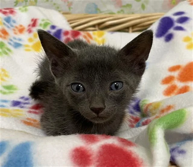 A baby small-sized male Domestic Short Hair cat named Yuri for adoption in Rosenberg, TX