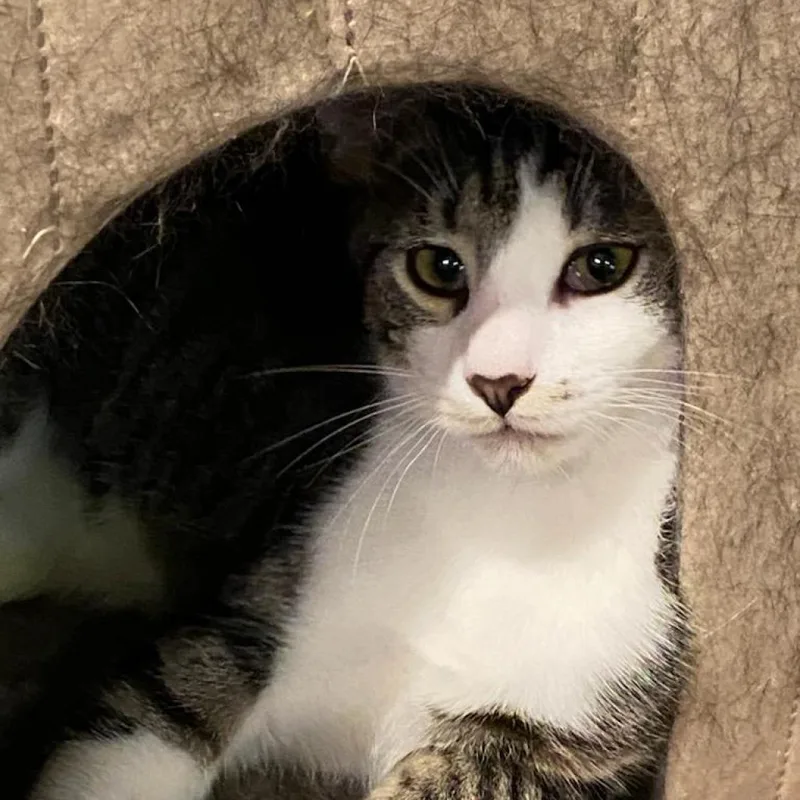 Pennywise thumbnail 2