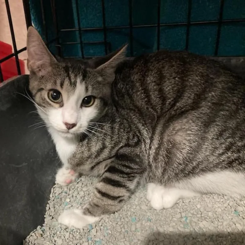 Pennywise thumbnail 3