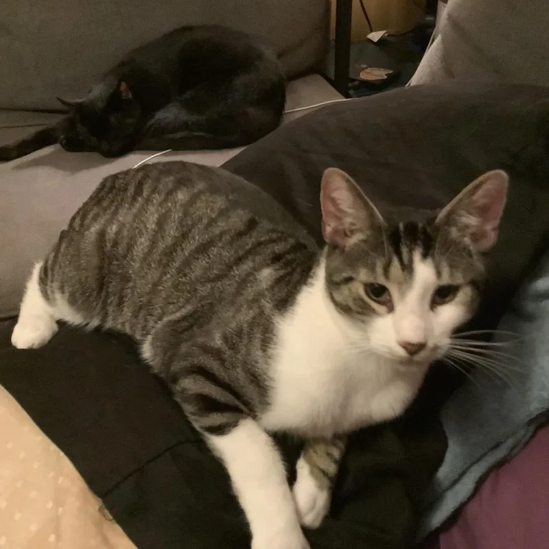 Pennywise thumbnail 4