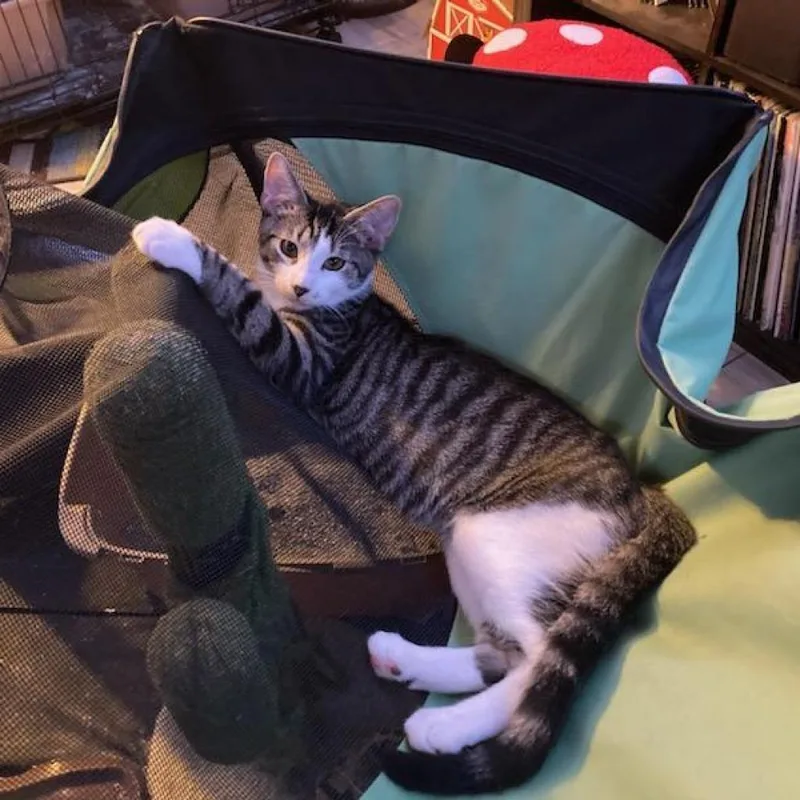 Pennywise thumbnail 5