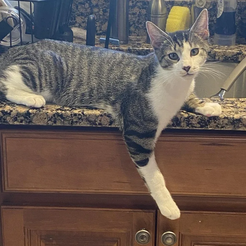 Pennywise thumbnail 6