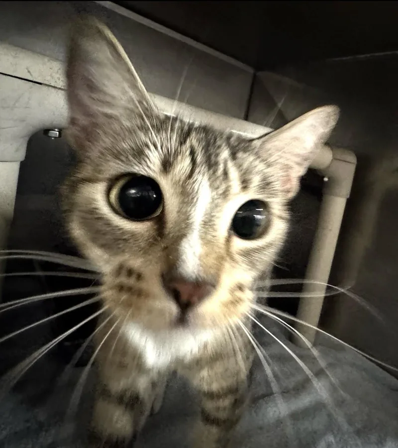An adult medium-sized female Domestic Short Hair cat named Wednesday for adoption in Lynn Haven, FL