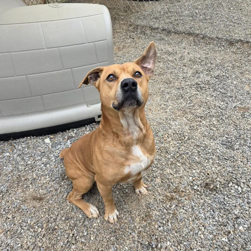 An adult medium-sized male Red / Chestnut / Orange Terrier dog named Stu for adoption in Marble, NC