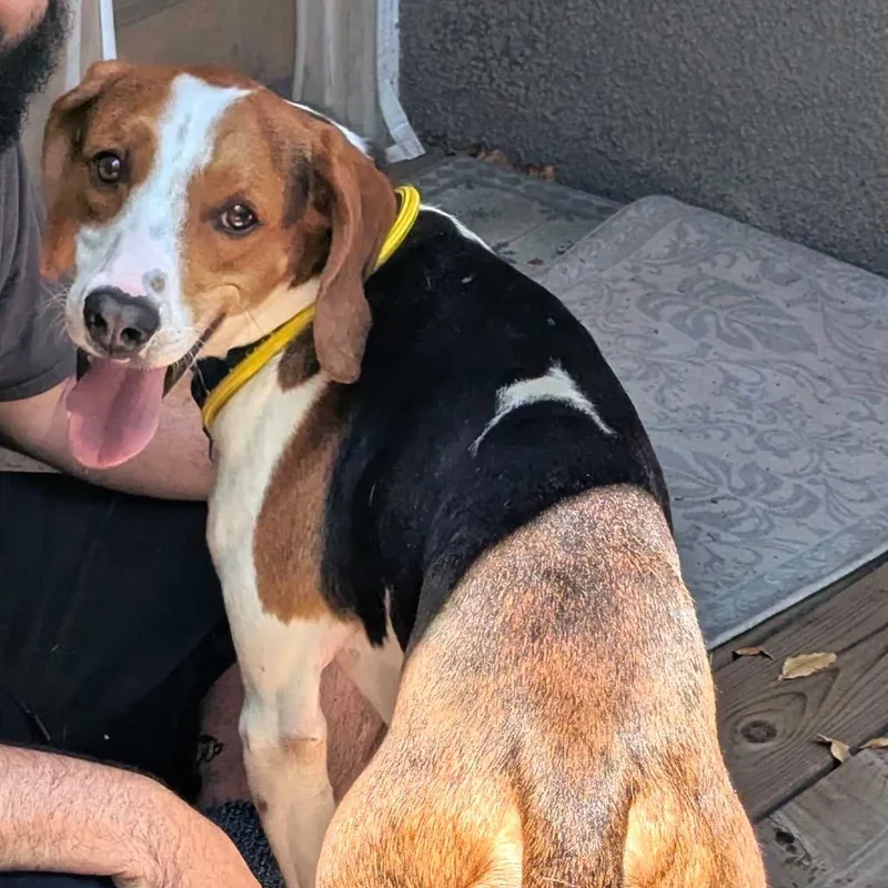An adult medium-sized male White / Cream Hound dog named Oliver for adoption in San Francisco, CA