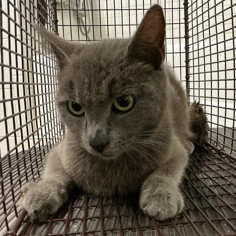 An adult medium-sized female Gray / Blue / Silver Domestic Short Hair cat named Silver for adoption in San Gabriel, CA