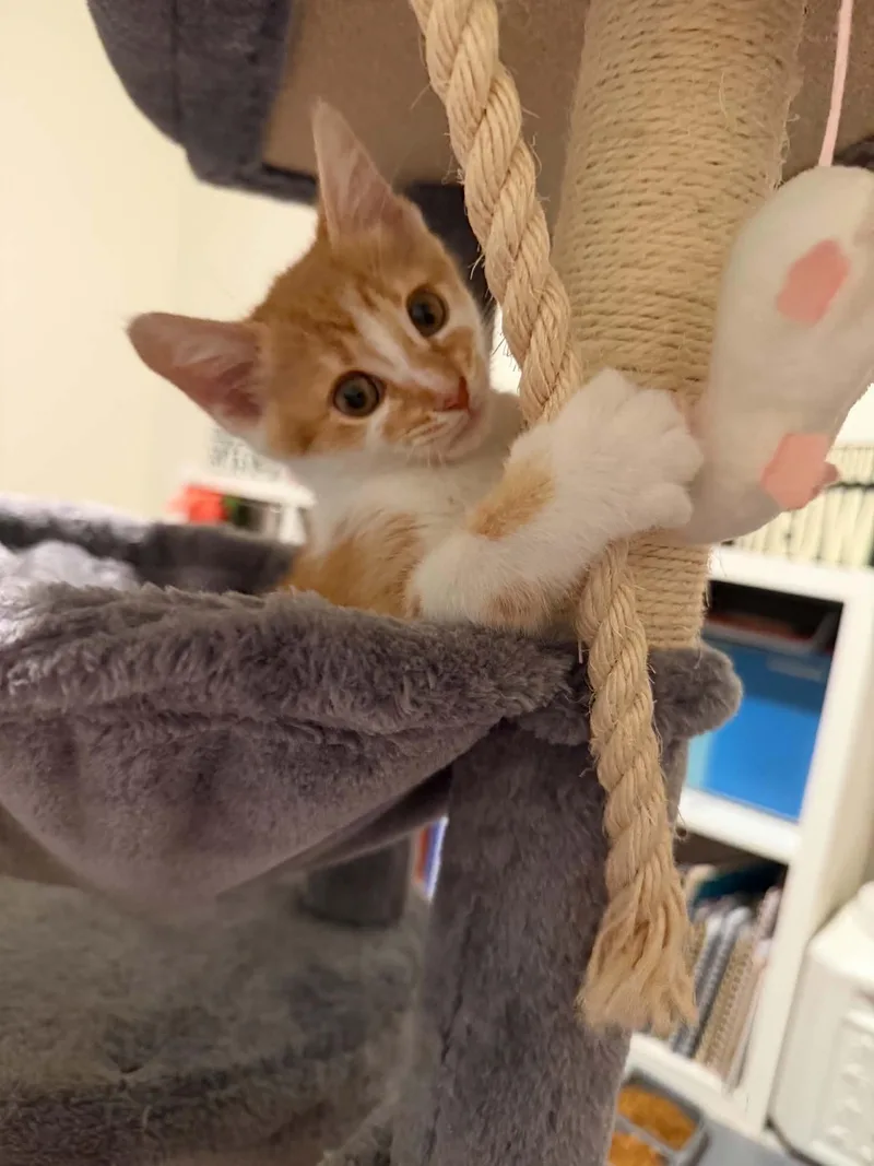 A baby medium-sized female Orange & White Domestic Short Hair cat named Sora for adoption in Charleston, SC