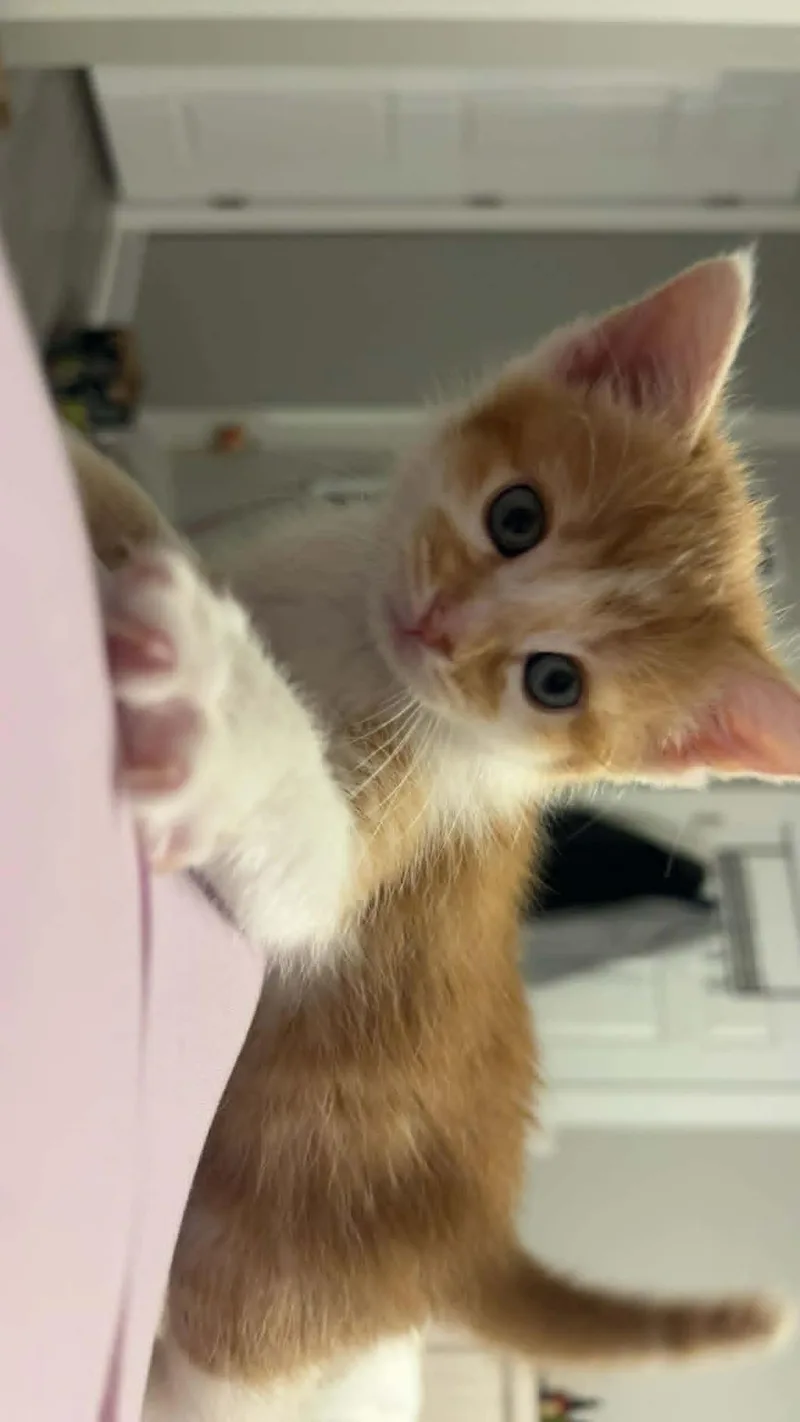 Sora thumbnail 2