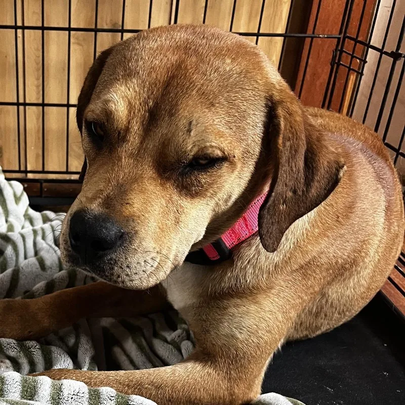 A young medium-sized female Red / Chestnut / Orange Beagle dog named Lucy for adoption in Pittsburg, KS