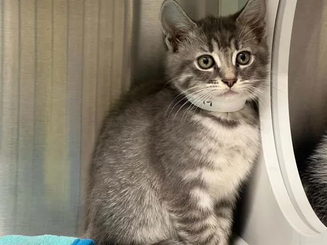 A baby small-sized female Domestic Short Hair cat named Phoenix for adoption in Tustin, CA