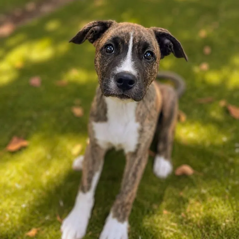A baby medium-sized female Brindle Mixed Breed dog named Callie for adoption in Cranston, RI