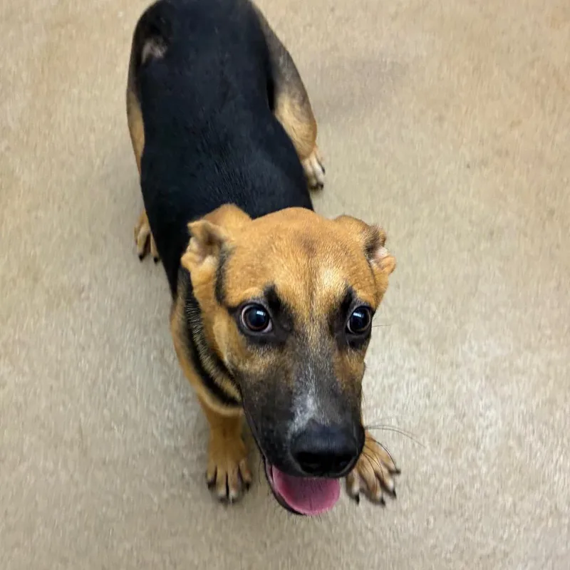 A young medium-sized male Black Hound dog named Tokah for adoption in Corpus Christi, TX
