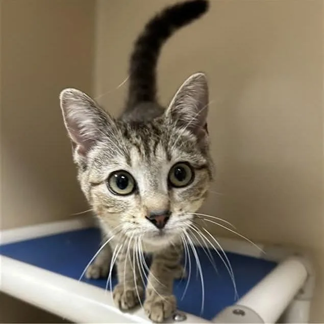 A baby medium-sized female Brown / Chocolate Domestic Short Hair cat named Rapunzel for adoption in Mooresville, NC