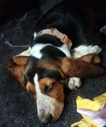 A baby medium-sized female Basset Hound dog named Nikki for adoption in Mays Landing, NJ