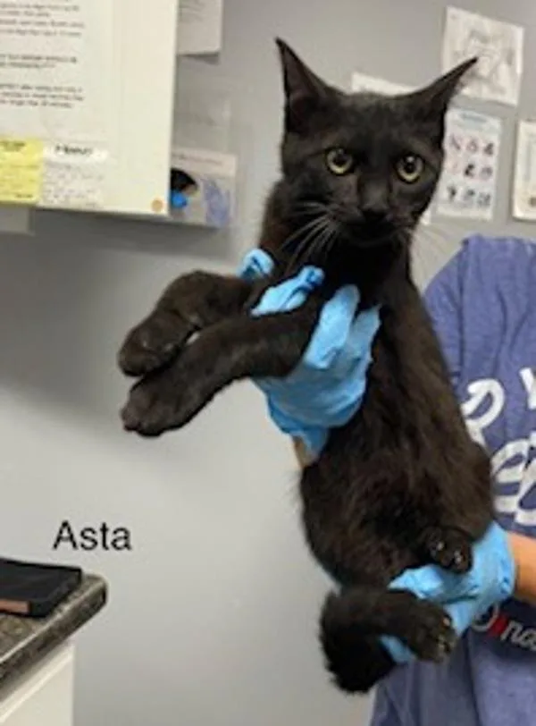A baby small-sized male Domestic Short Hair cat named Asta for adoption in Morristown, TN