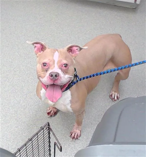 Bubble