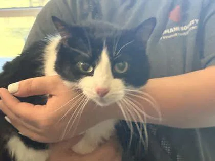 An adult extra large-sized male Domestic Short Hair cat named Reverend Purrbox for adoption in Memphis, TN