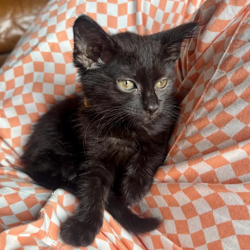 A baby small-sized female Black Domestic Short Hair cat named Cupid Shuffle for adoption in Evanston, IL