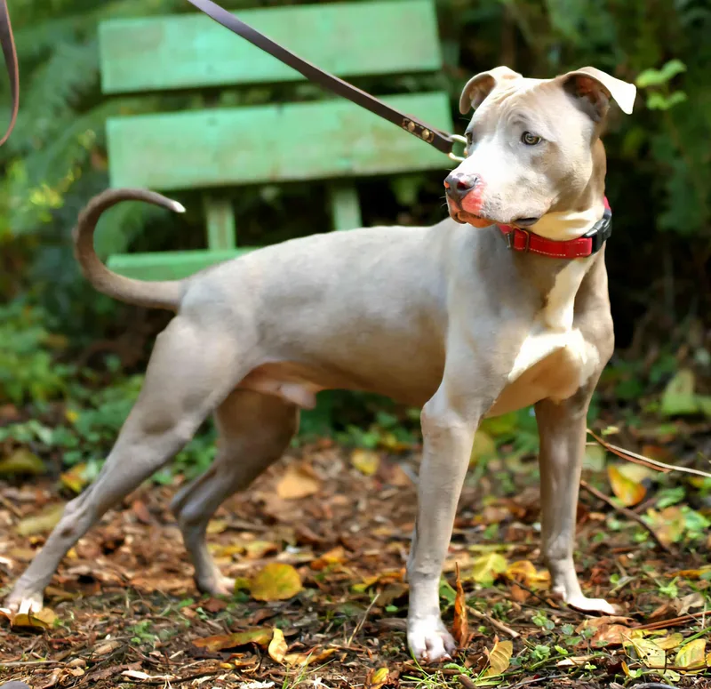 An adult medium-sized male Pit Bull Terrier dog named Rowdy for adoption in Crescent city, CA