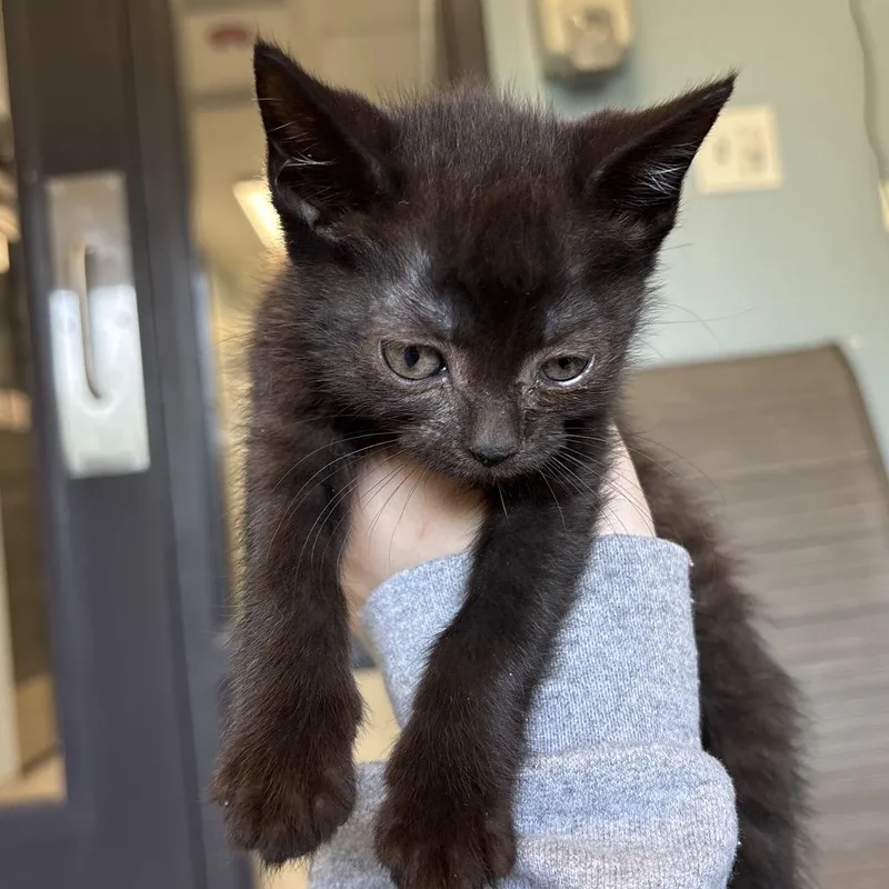 A baby small-sized female Black Domestic Short Hair cat named Lagoon for adoption in Naperville, IL