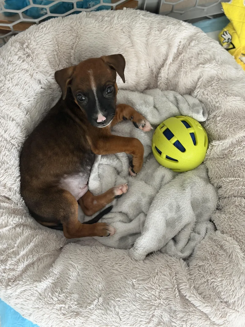 A baby medium-sized male Labrador Retriever dog named Mack The Snuggle for adoption in Carolina, PR