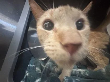 An adult medium-sized female Domestic Short Hair cat named Liz for adoption in Lafayette, IN