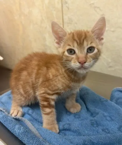 A baby small-sized male Domestic Short Hair cat named Alvin for adoption in Honolulu, HI