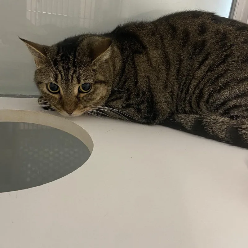 A young medium-sized female Domestic Short Hair cat named Septima for adoption in Binghamton, NY