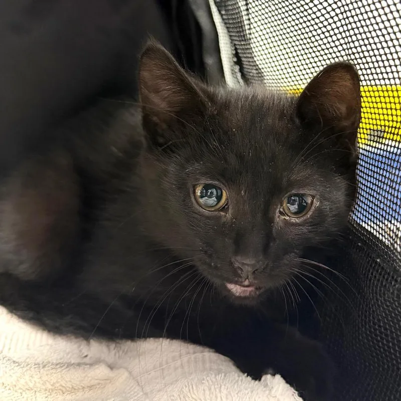 A baby small-sized male Black Domestic Short Hair cat named Forest for adoption in Midland, TX