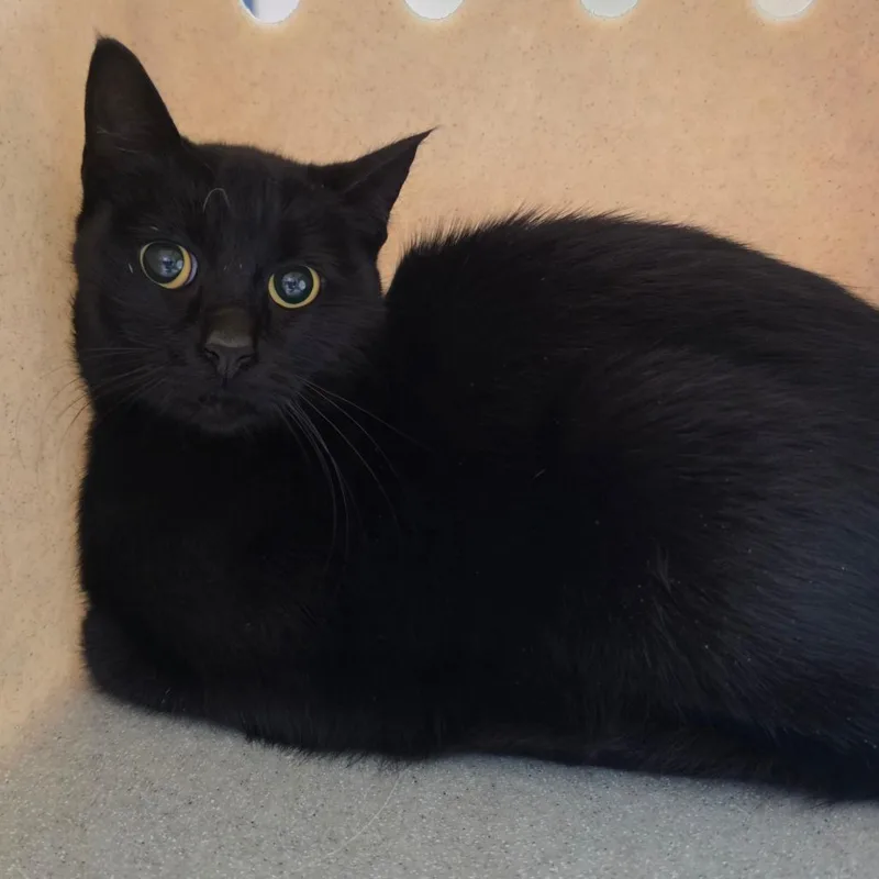 An adult medium-sized female Black Domestic Medium Hair cat named Morticia for adoption in Tacoma, WA