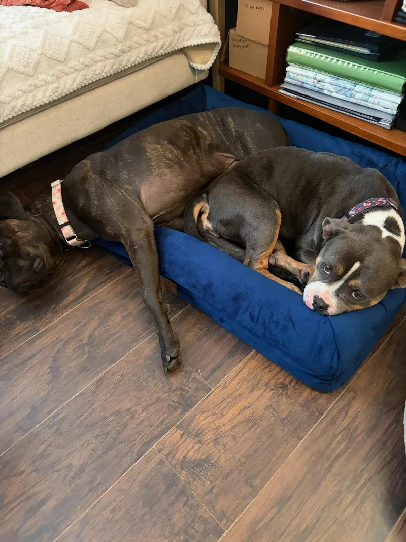 Dolly the pocket pittie thumbnail 6