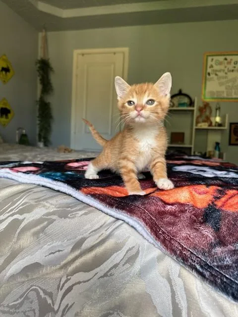 A baby medium-sized male Orange & White Domestic Short Hair cat named Denver for adoption in North Richland Hills, TX